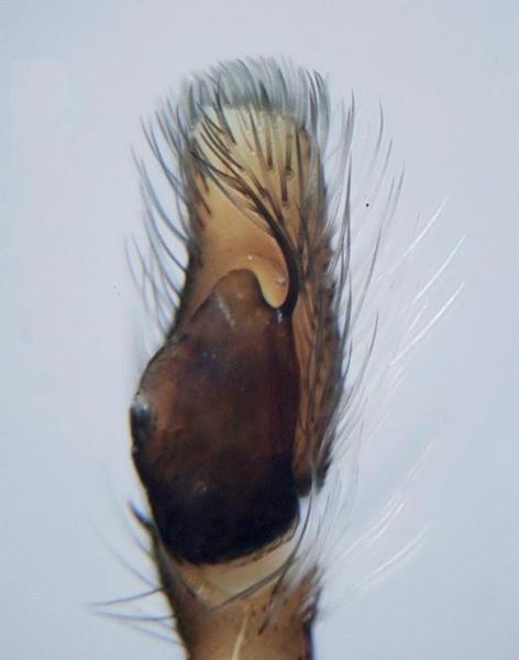 Datei:Icius hamatus A3038.jpg