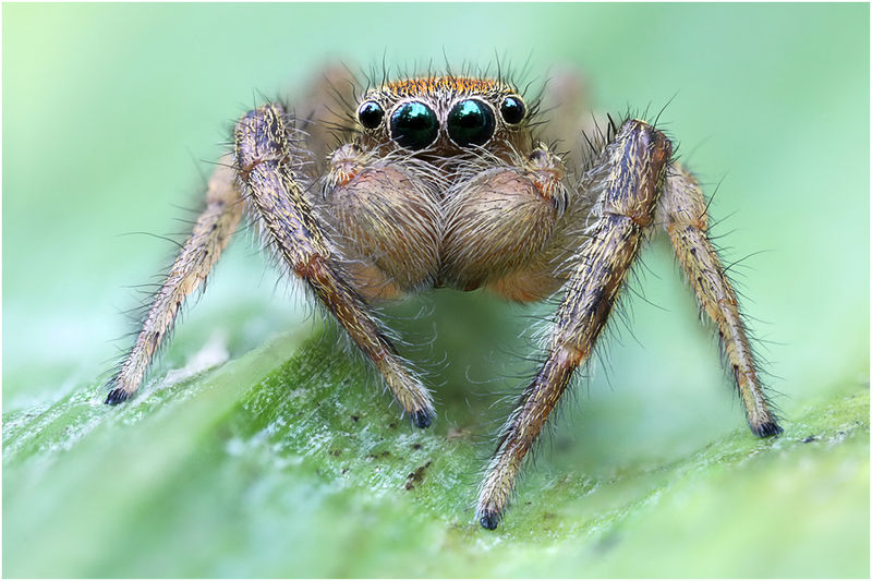 Datei:Marpissa radiata male frontal Schaefer.jpg