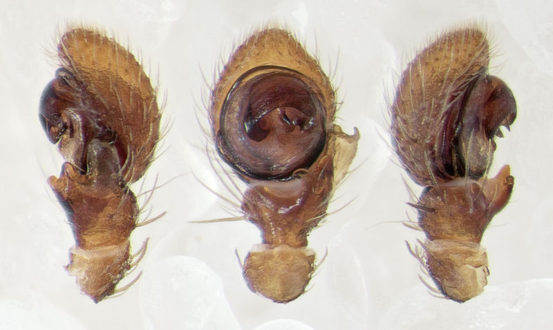 Datei:Ozyptila-pauxilla Sardinien-IsolaCaprera 13-07 02-Ped.jpg