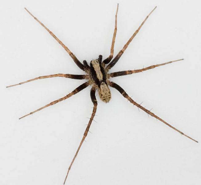 Datei:Pardosa lugubris M 8-01304.jpg