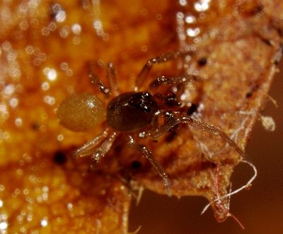 Saloca diceros male.JPG