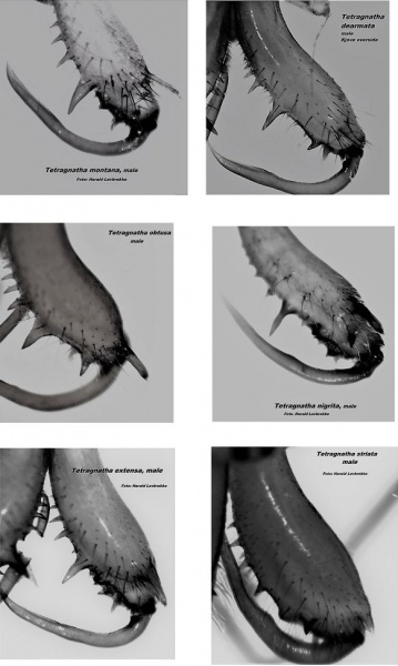Datei:Tetragnatha 6Arten kjeve male HLovbrekke.jpg
