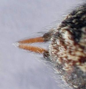 Textrix denticulata f spinnwarzen.jpg