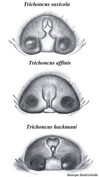 Datei:Trichoncus epigyn sammlung HLovbrekke.jpg