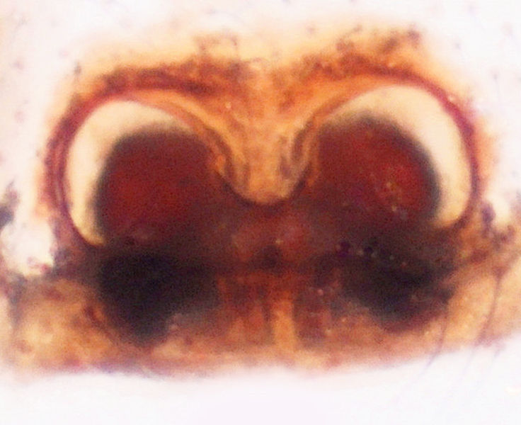 Datei:20121222122823-2a3bc9f8 Steatoda incomposita Epigyne DxO.jpg