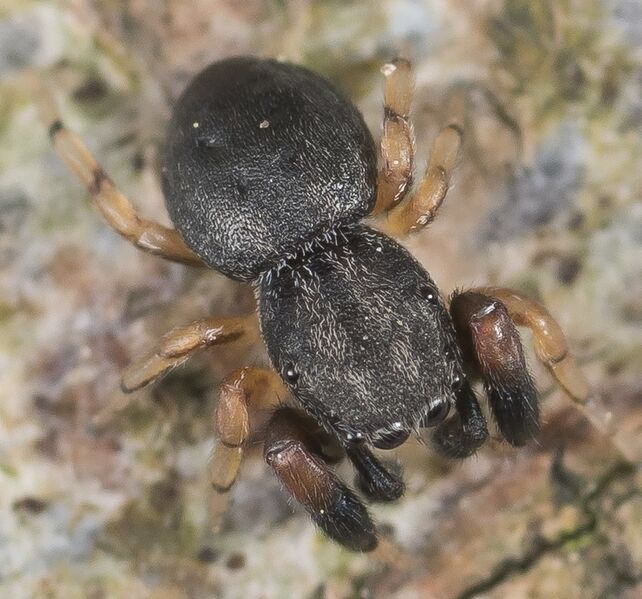 Datei:Ballus chanybeius-mh-polzin.jpg