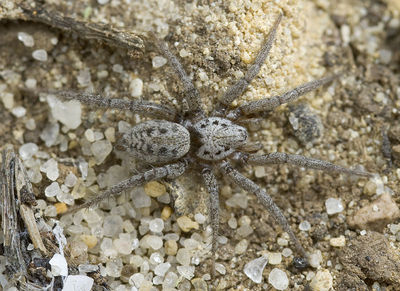 Berlandina-plumalis Portugal-Duene 12-04 01.jpg