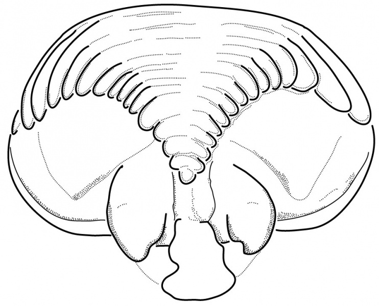 Datei:CentromerusIsaiaiEpigyneVentral Drawing.jpg