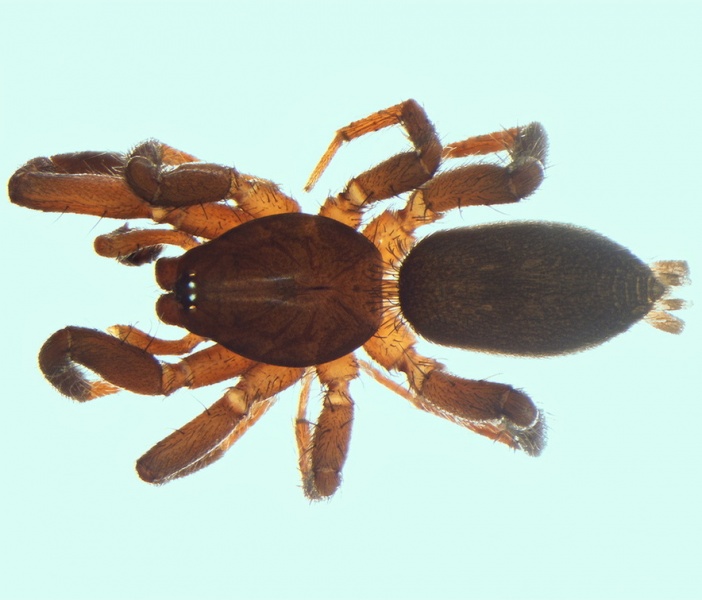 Datei:Civizelotes ibericus male 20160209203150-3ae5119f-me.jpg