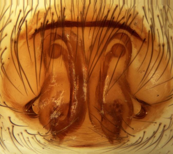 Datei:Cybaeodes madidus Epigyne 20161116090427-0ff5da83-me.jpg