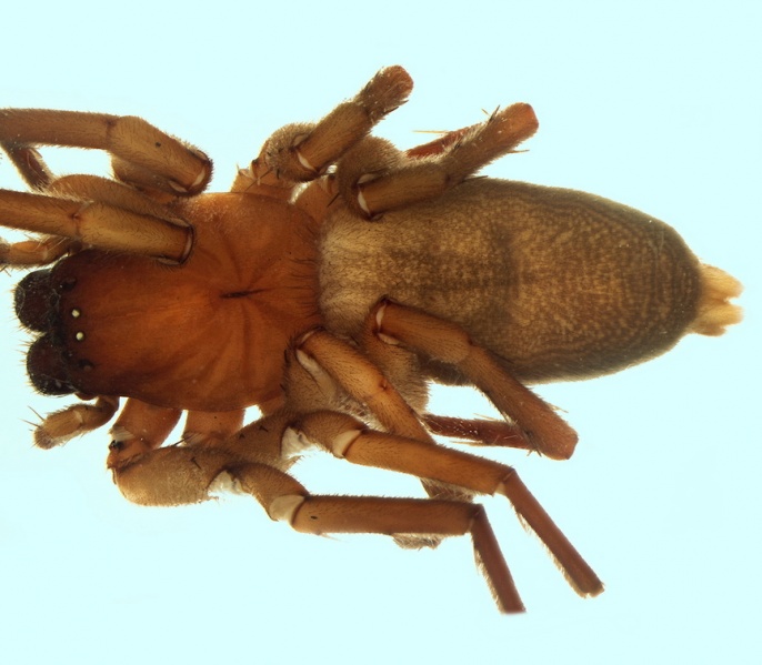 Datei:Drassodex cervinus female 20170921112059-f7ba3735-me.jpg