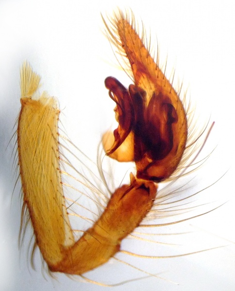 Datei:EratigenaFuessliniPedipalpRetrolateral.jpg