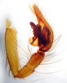 Pedipalpus retrolateral