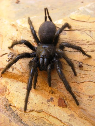 Macrothele calpeiana.jpg