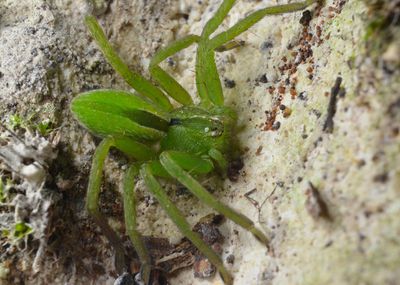 Micrommata ligurina 2 Sardinia Canu.jpg