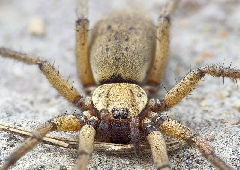 Datei:Nomisia-aussereri St-Arnac 15-09 06-female.jpg
