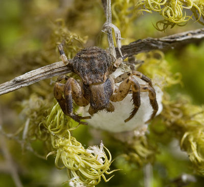 Ozyptila-confluens Sardinien-LagoBaratz 13-04 01.jpg