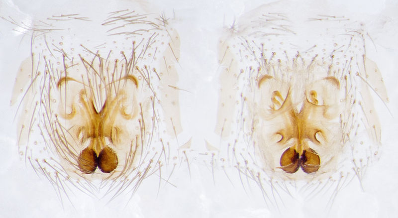 Datei:Setaphis-gomerae Teneriffa-LasCasas 15-04 07-Epig-Vulva.jpg