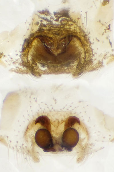 Datei:Steatoda-albomaculata Syrien-DuraEuropos 08-03 03-Epig-Vulva.jpg
