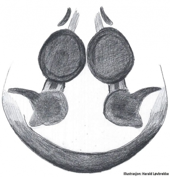 Datei:Agalenatea redii vulva do HLovbrekke.jpg