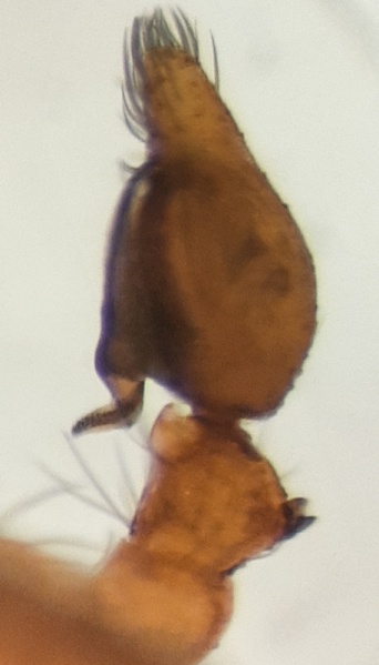 Datei:Brigittea vicina m palp retrolateral.jpg