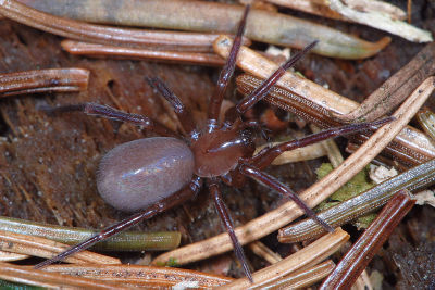 Cicurina cicur (2).JPG