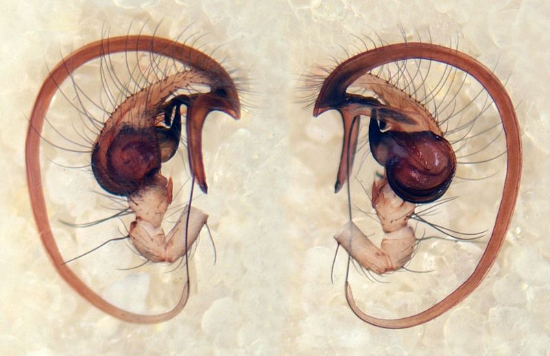Datei:Mastigusa macrophthalma, pedipalp 2.jpg