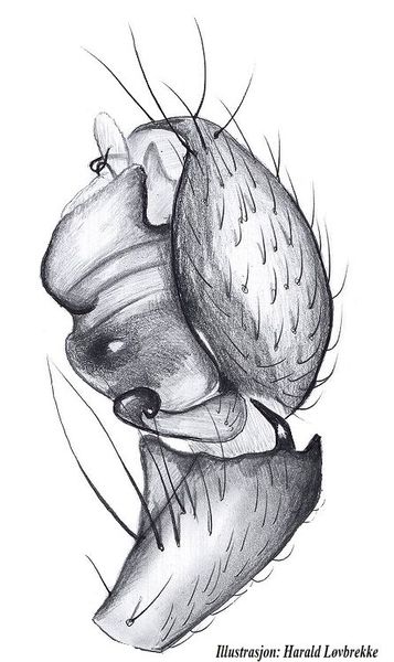 Datei:Oedothorax agrestis palp2 HLovbrekke.jpg