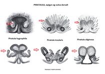 Piratula, female HLovbrekke.jpg