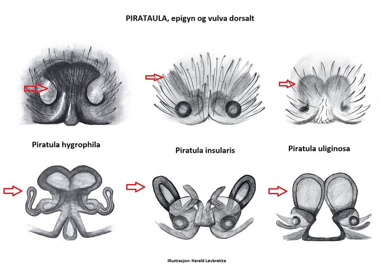 Datei:Piratula, female HLovbrekke.jpg