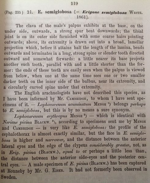 Datei:SemiglobosumThorell1871Text.jpg