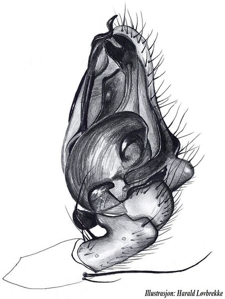 Datei:Stemonyphantes lineatus palp HLovbrekke.jpg