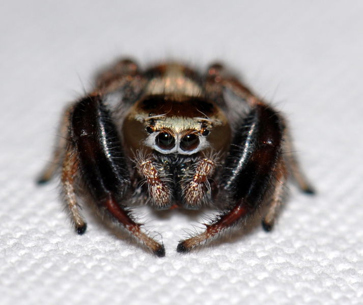 Datei:T. imperialis M1.JPG