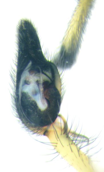 Datei:Ch. p. 4 (8).JPG