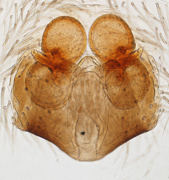 Datei:Clubiona diversa female A5817 O3028.jpg