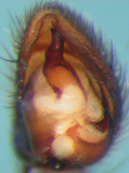 Datei:Gnaphosa nigerrima palp AFjellberg.jpg