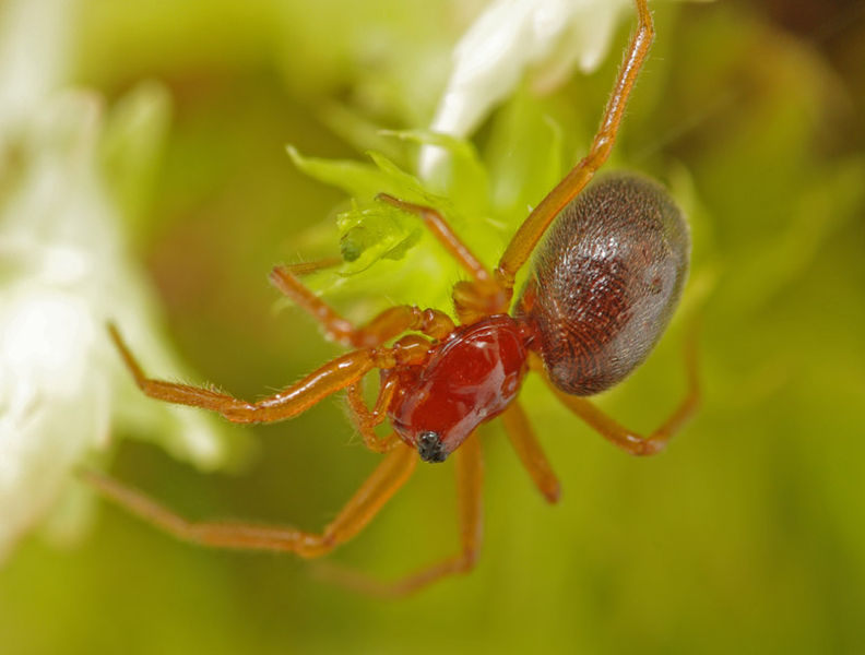 Datei:Gonatium rubens female A5975 PL0938.JPG