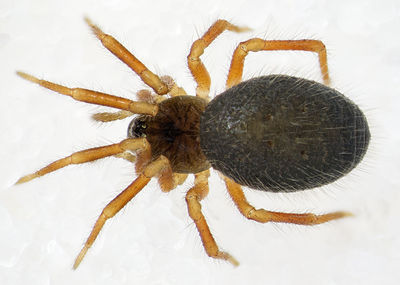 Lasiargus-hirsutus Ettersberg-4933 16-06 01-female.jpg