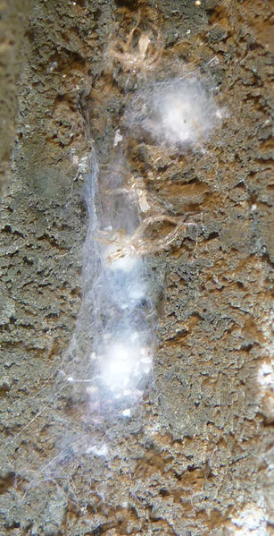 Datei:Oecobius-navus Kokons.JPG