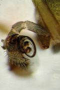 linker Pedipalpus von lateral