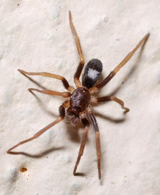 Pritha sp NH2605.jpg