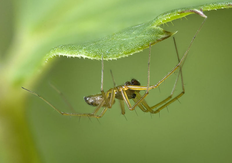 Datei:Tenuiphantes-tenuis Weimar-5034 14-08 04-male.jpg