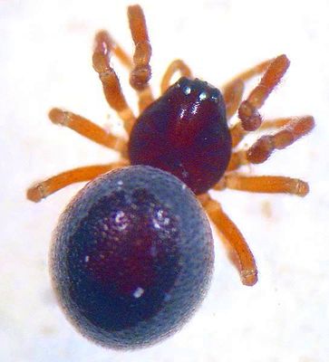 Ceratinella brevis 4 1024.jpg