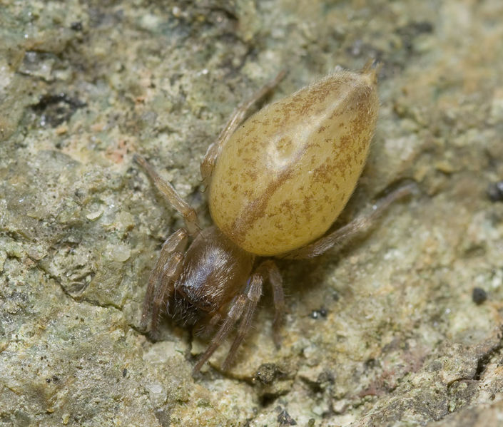 Datei:Clubiona-genevensis Sardinien-Bosa 13-04 01.jpg