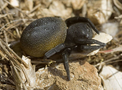 Eresus-walckenaeri GR-Igounemitsa 10-05 01.jpg