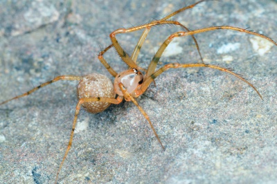 Lissner - Ero septemspinosa.jpg