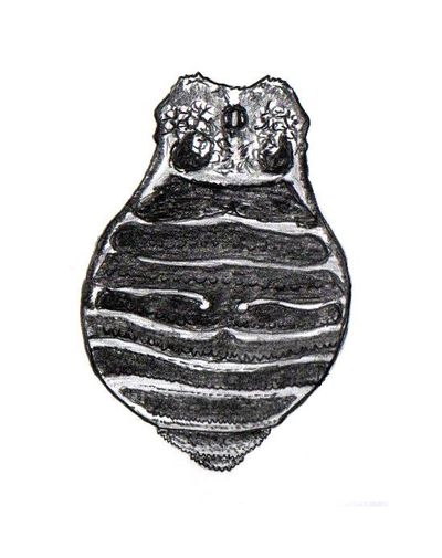 Peltonychia leprieuri.jpg