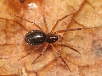 S. retroversus Eman.jpg