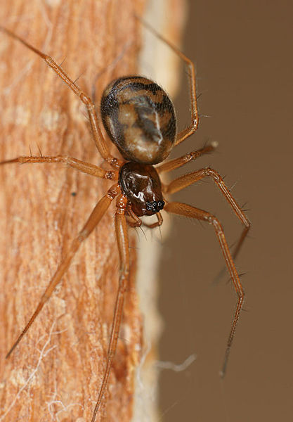 Datei:Tenuiphantes cristatus W 8-02789.jpg