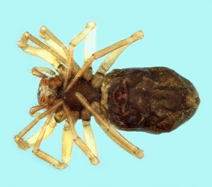 Datei:Typhochrestus bogarti female 20180210182507-ac44db68-me.jpg